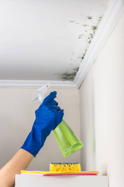 Best Mold Documentation for Insurance Claims  in Fairlea, WV